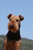 AIREDALE TERRIER 286